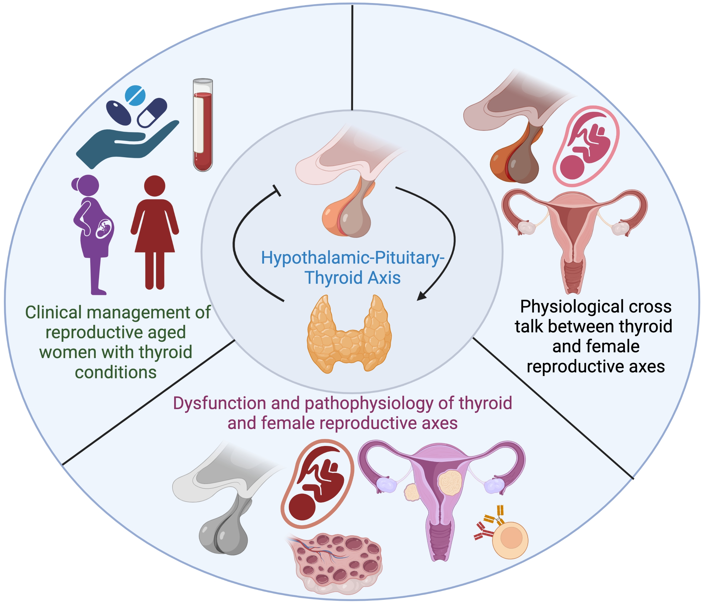 Ijms Free Full Text The Thyroid Hormone Axis And Female Reproduction