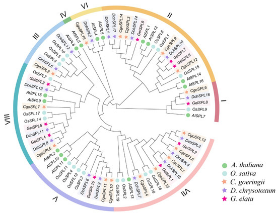 Genome-Wide Identification and Expression Analysis of the SPL Gene ...