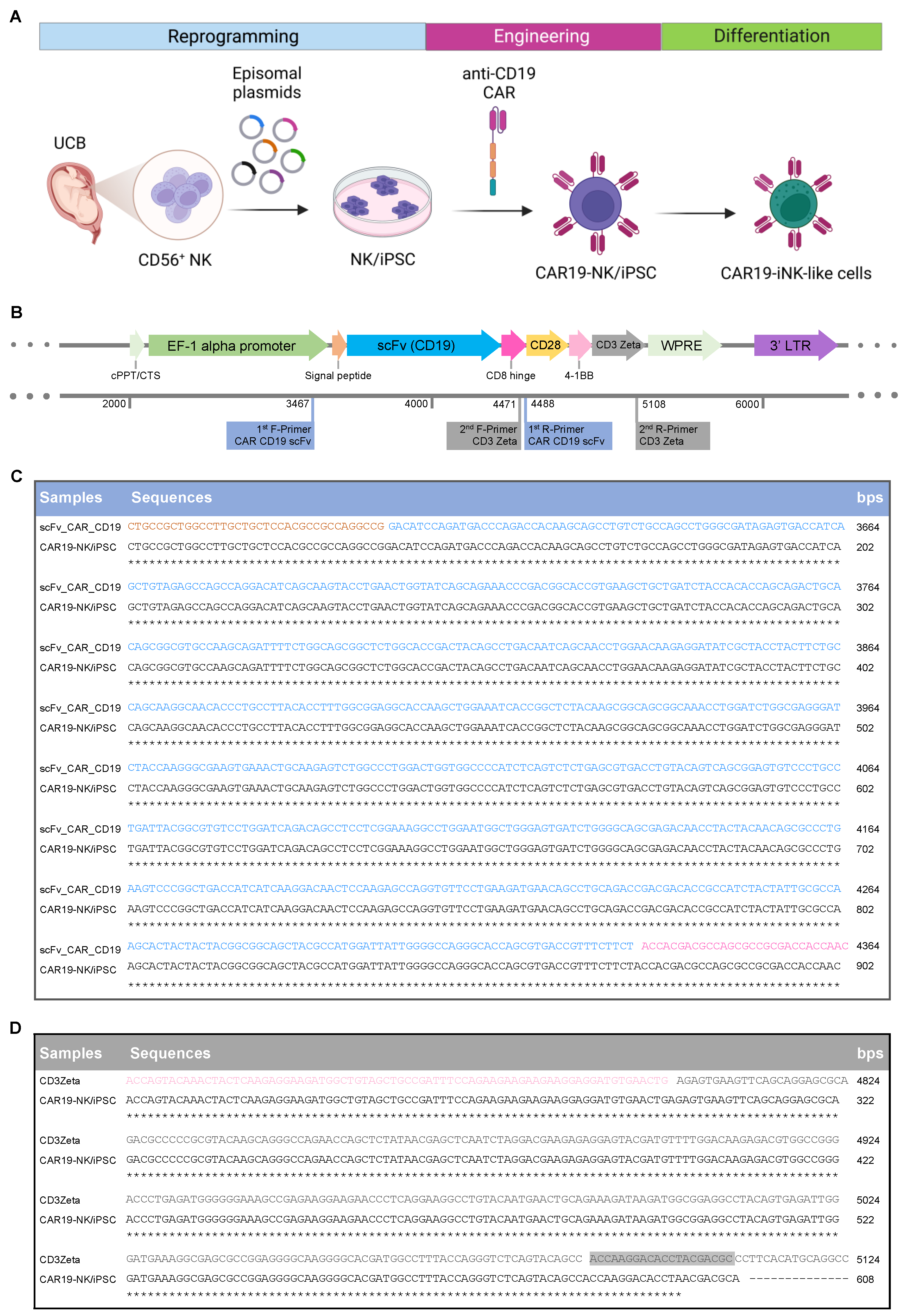 IJMS | Free Full-Text | Generation And Functional Characterization Of ...