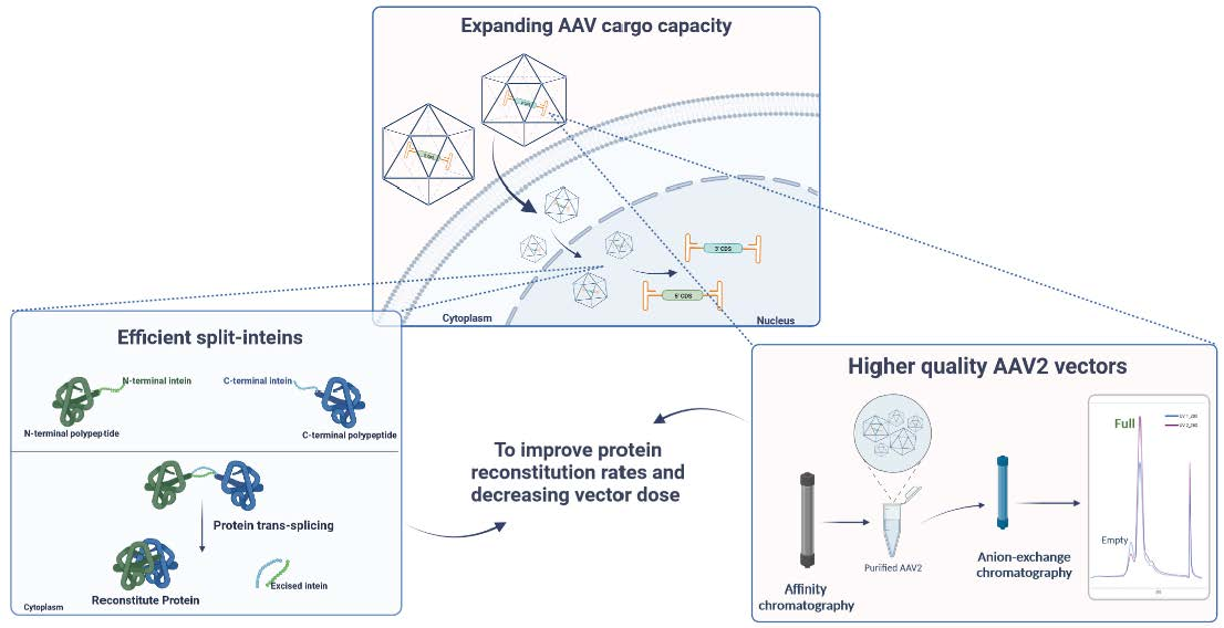 Cargo Separations: Why Efficient Separation of Cargo is Important