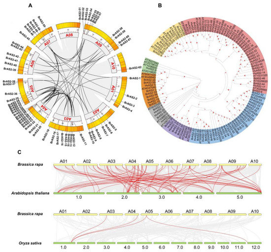 IJMS | Free Full-Text | Genome-Wide Identification and Expression ...