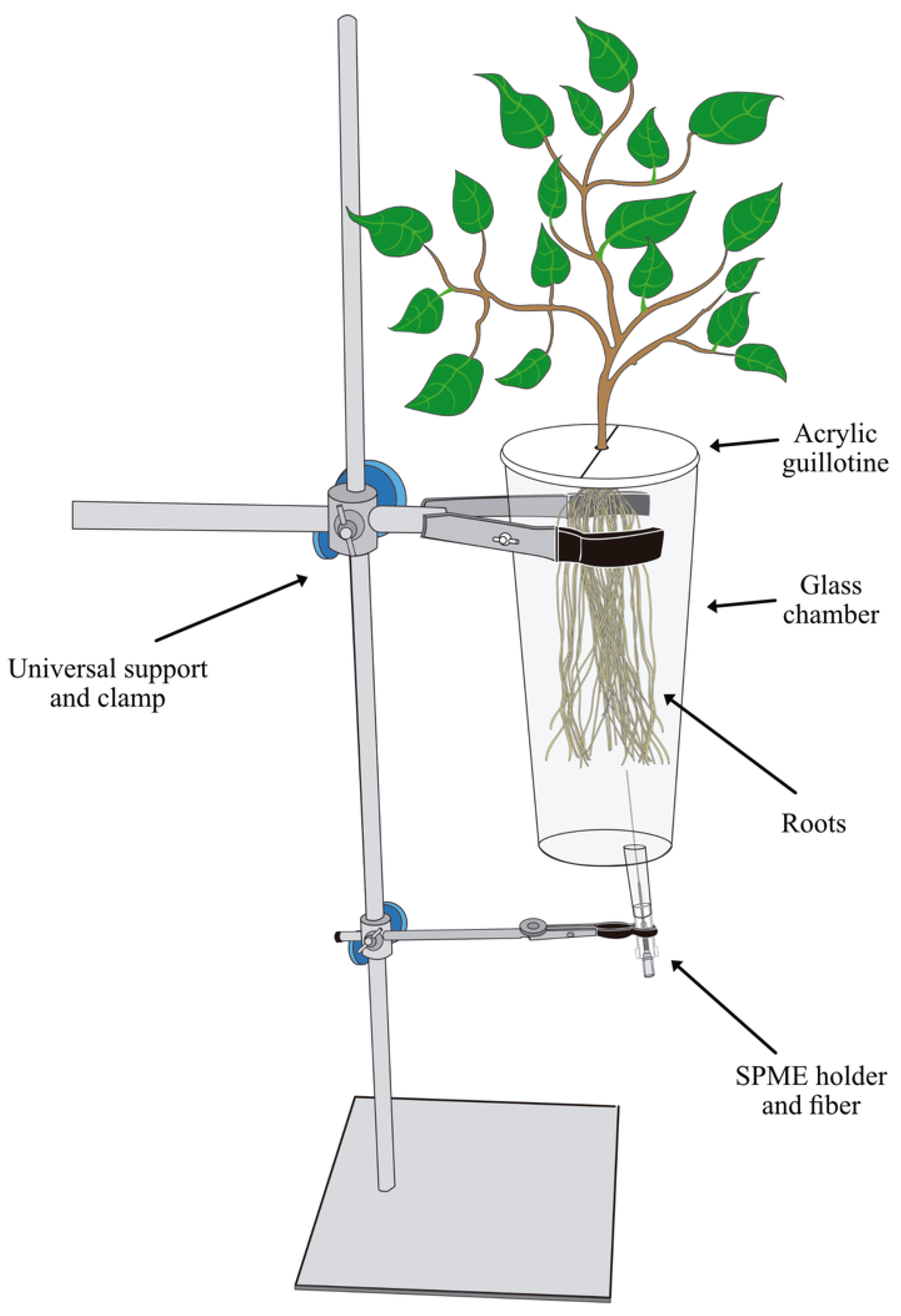 A snapshot of Sarsaparilla root morphology.