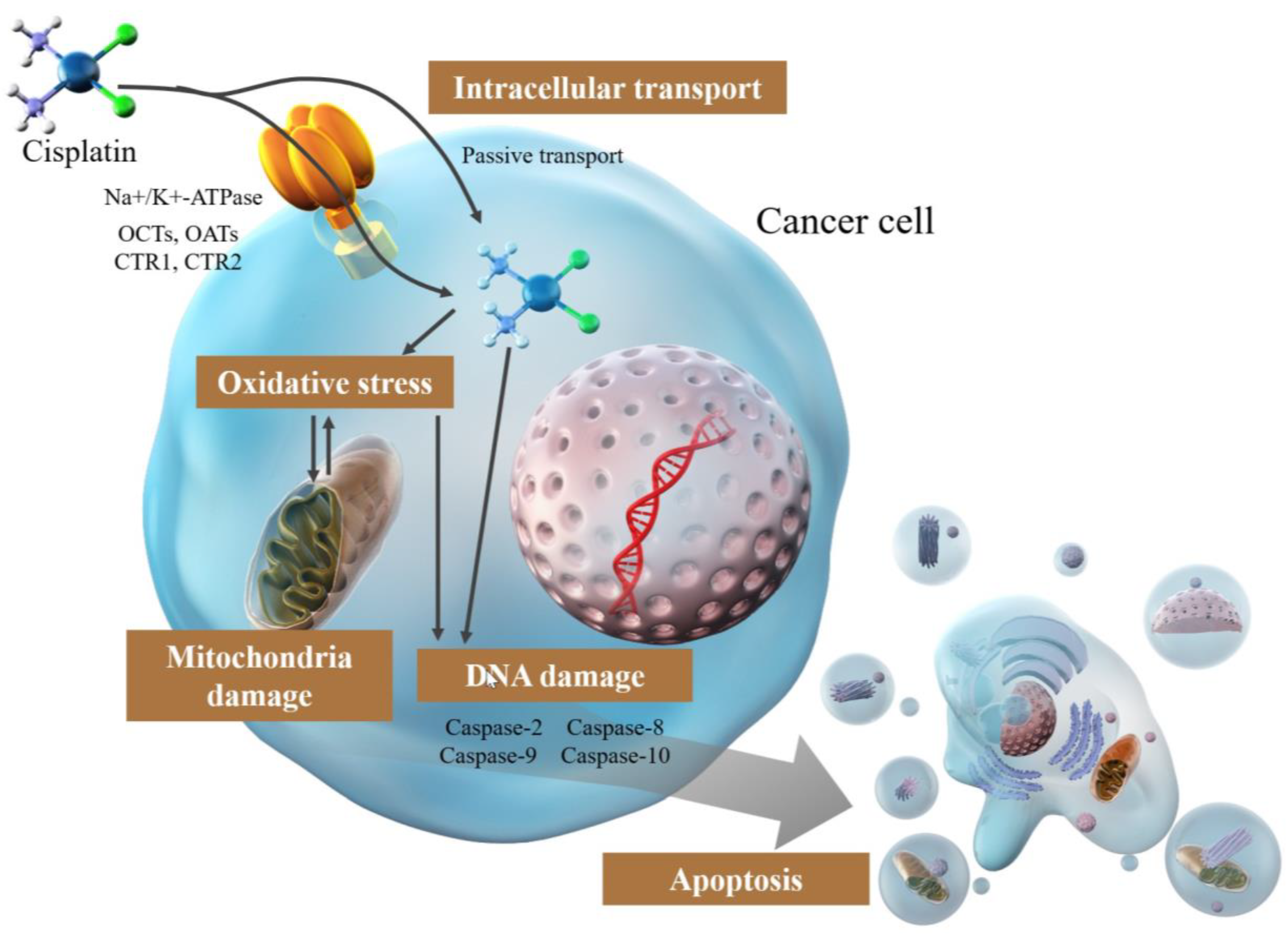 IJMS | Free Full-Text | Cisplatin in Liver Cancer Therapy