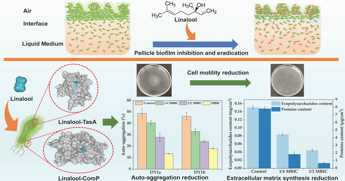 IJMS Free Full Text Antibiofilm Activity and Mechanism of