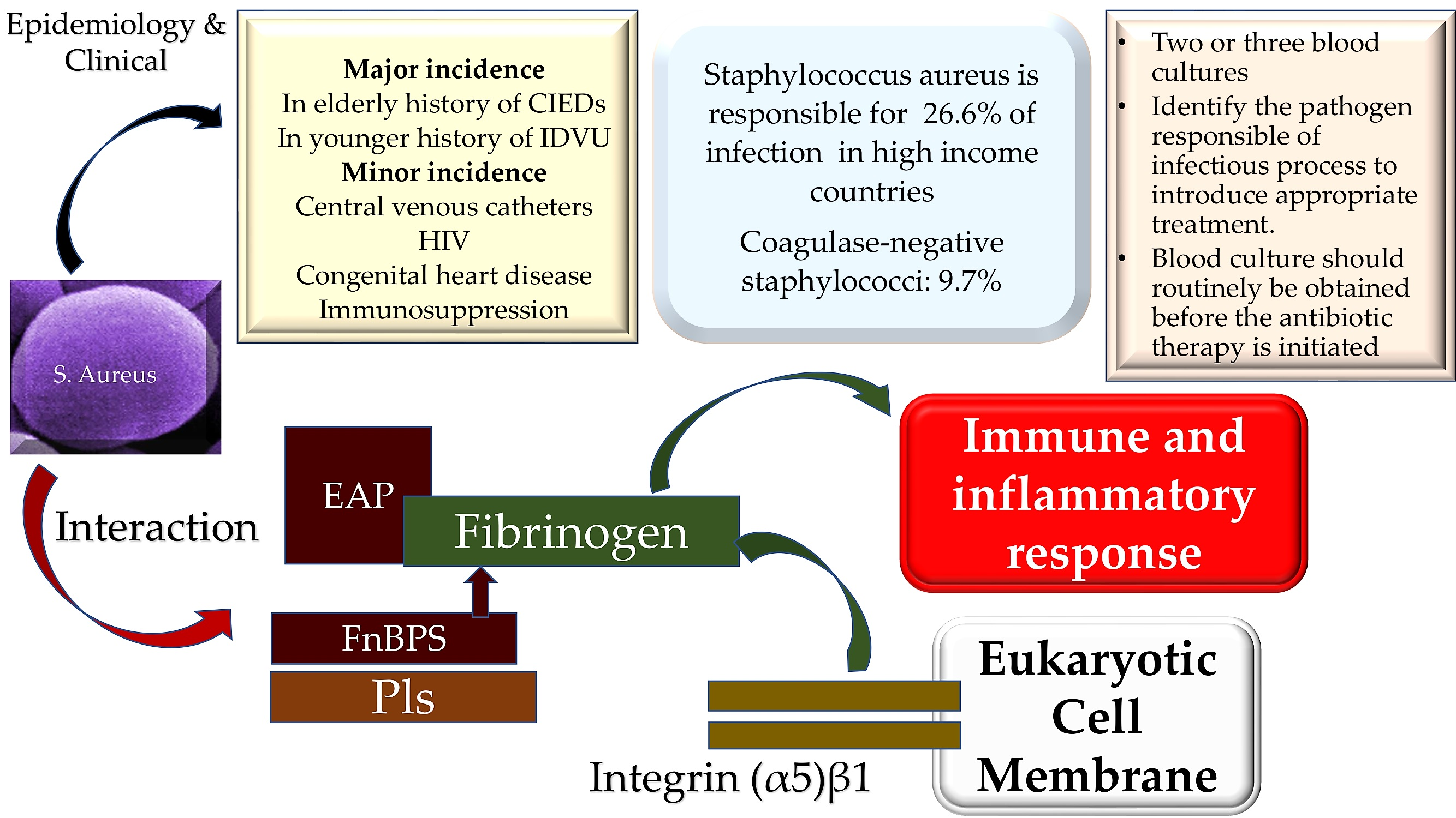 Staphylococcus Aureus, Pathology, Microbiology