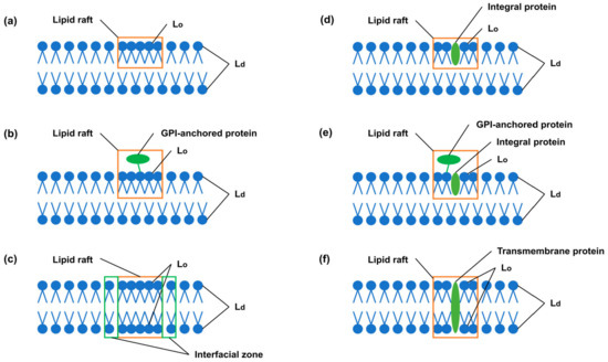 Analyses of Distances from the Plasma Membrane to Intracellular