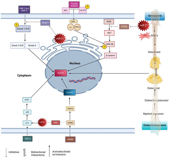 The Role and Mechanism of MicroRNA 21 in Osteogenesis: An Update