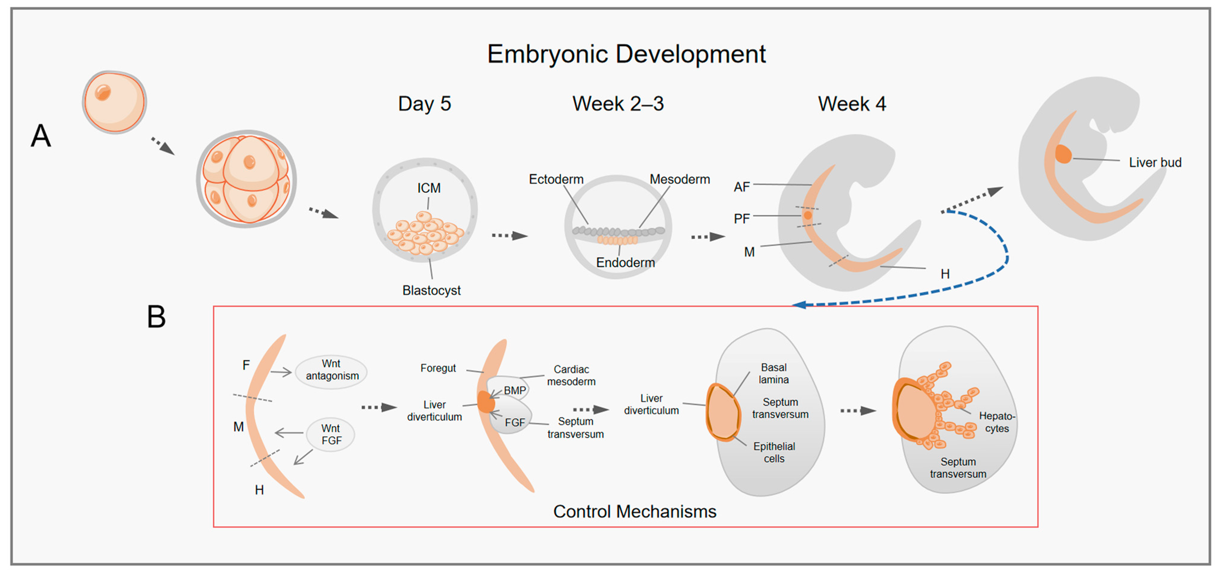 Figure 1, The steps of regenerative medicine. - StemBook - NCBI