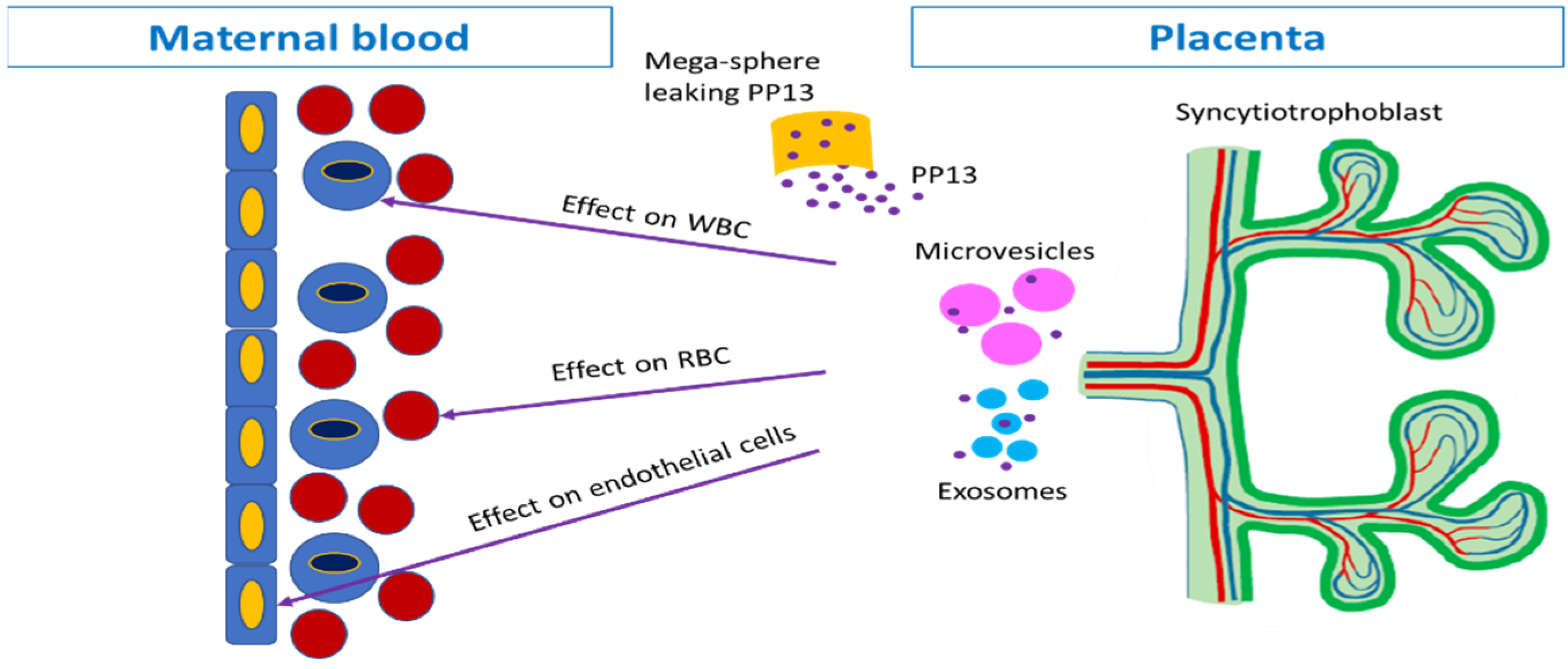 IJMS | Free Full-Text | Augmented Placental Protein 13 in Placental