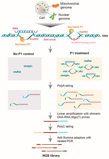 IJMS | Free Full-Text | Genome-Wide Profiling of Endogenous Single ...