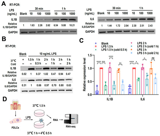 Cryotherapy Attenuates Inflammation via the lncRNA SNHG1/miR-9-5p/NFKB1 ...