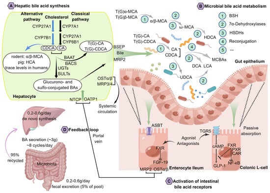 IJMS | Free Full-Text | The Potential of Bile Acids as Biomarkers for ...