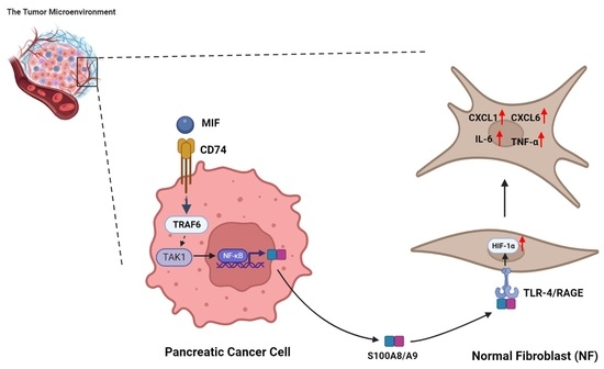 IJMS | Free Full-Text | CD74 Promotes a Pro-Inflammatory Tumor ...