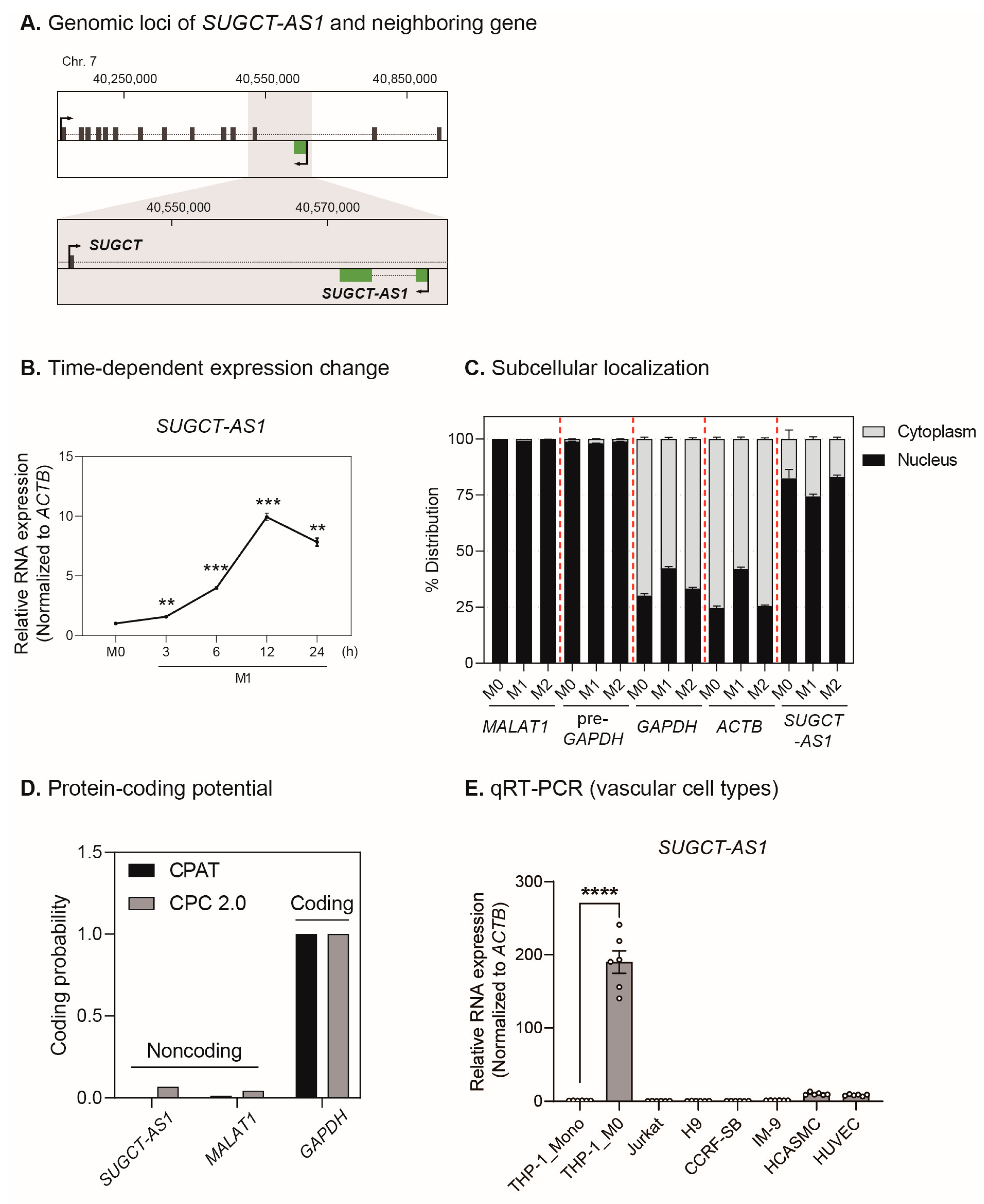IJMS | Free Full-Text | Human lncRNA SUGCT-AS1 Regulates the 