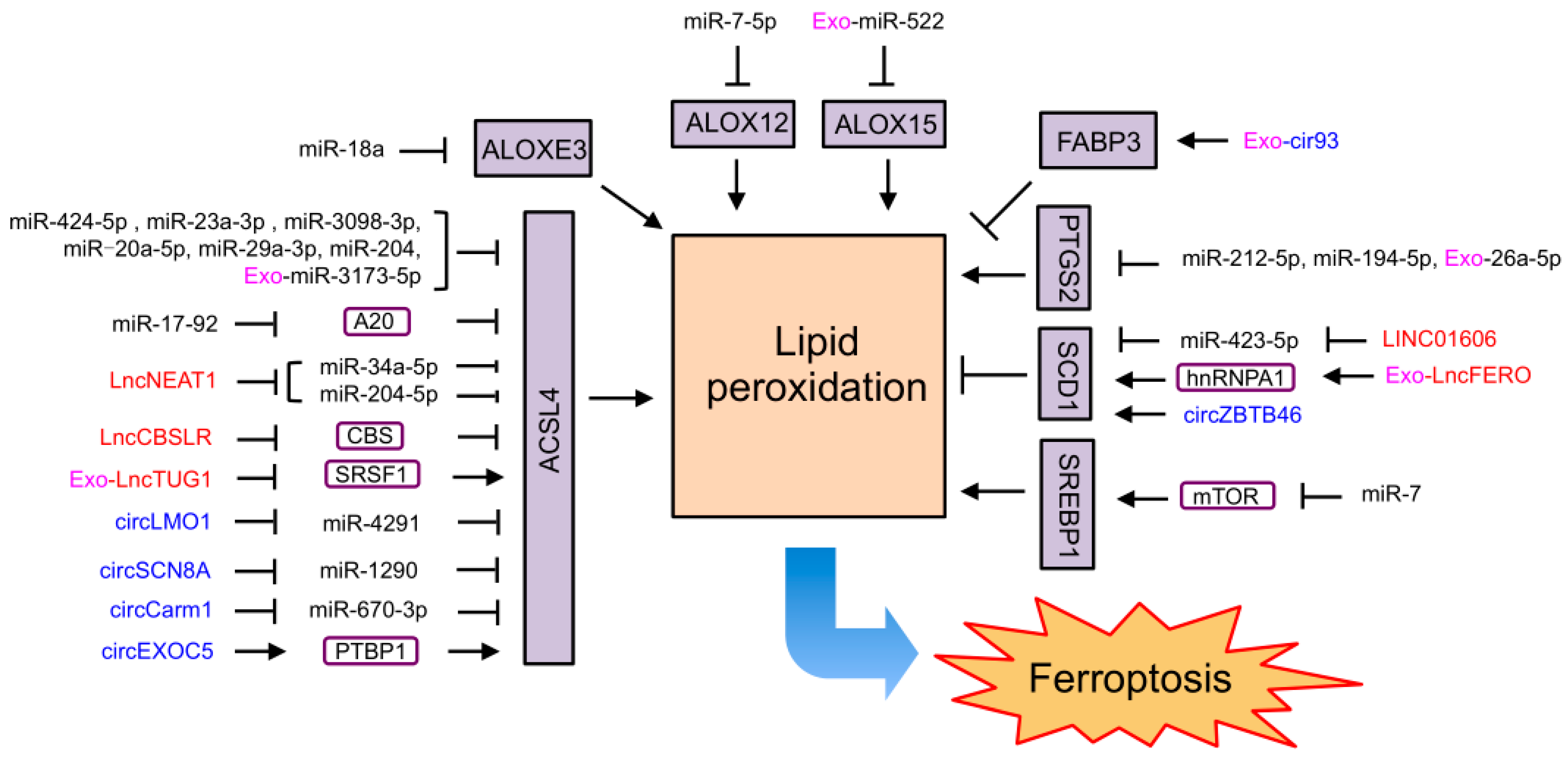 IJMS | Free Full-Text | The Regulation of Ferroptosis by Noncoding 