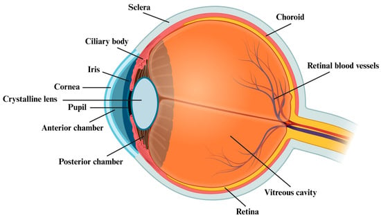 IJMS | Free Full-Text | Targeting the Gut–Eye Axis: An Emerging ...