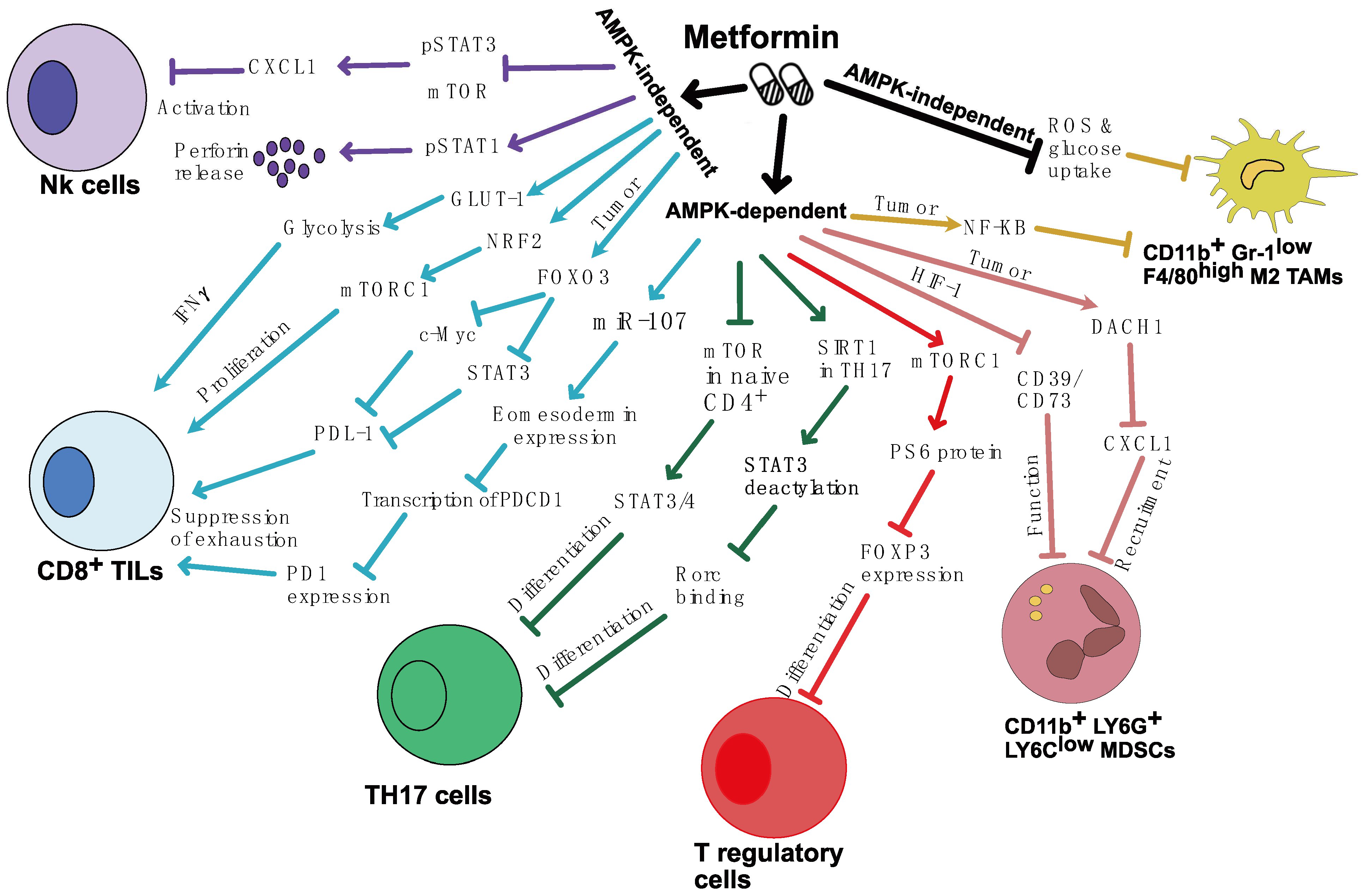 IJMS | Free Full-Text | The Impact Of Metformin On Tumor-Infiltrated ...