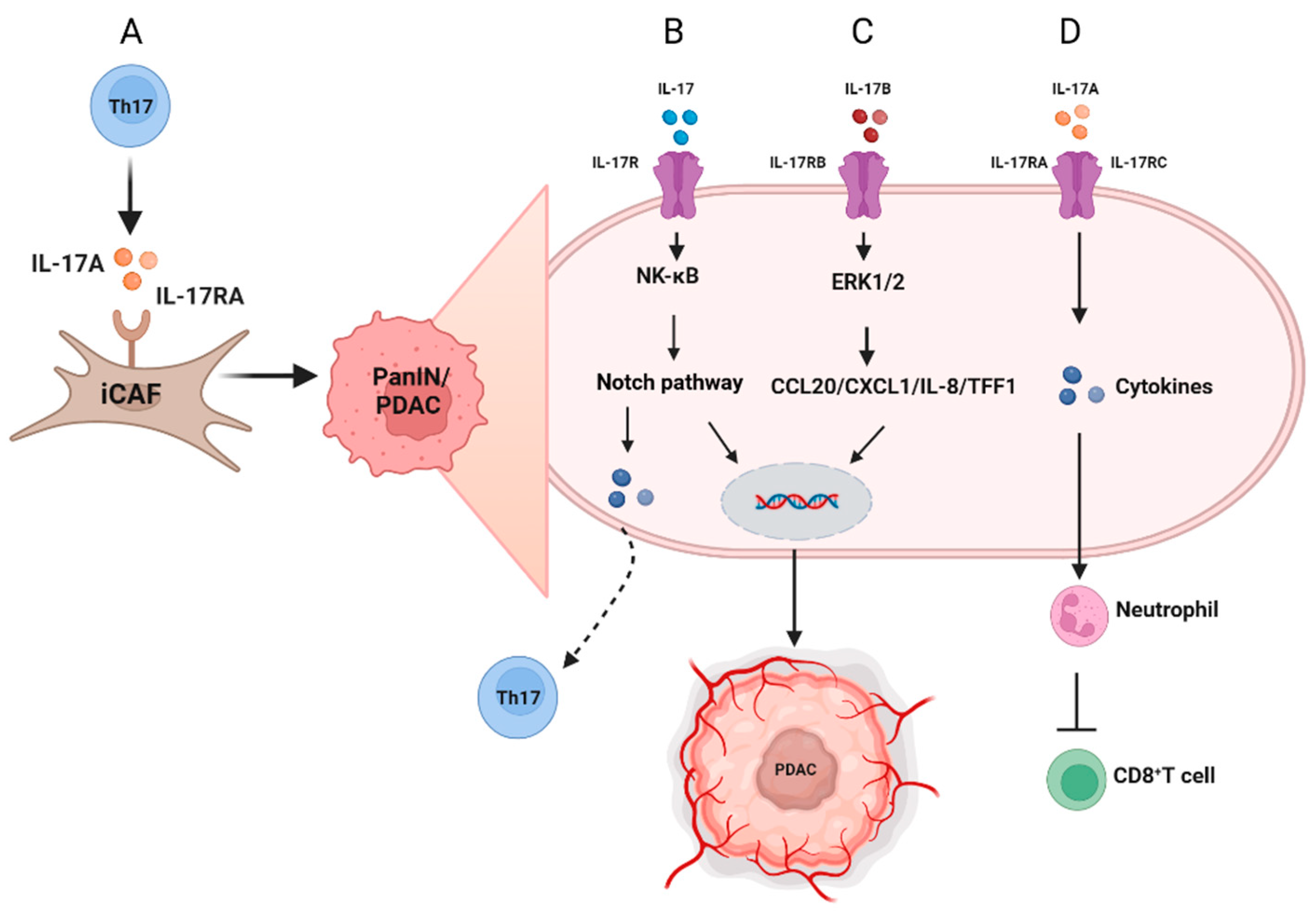 IJMS | Free Full-Text | Mechanistic Insights Into The Roles Of The IL ...