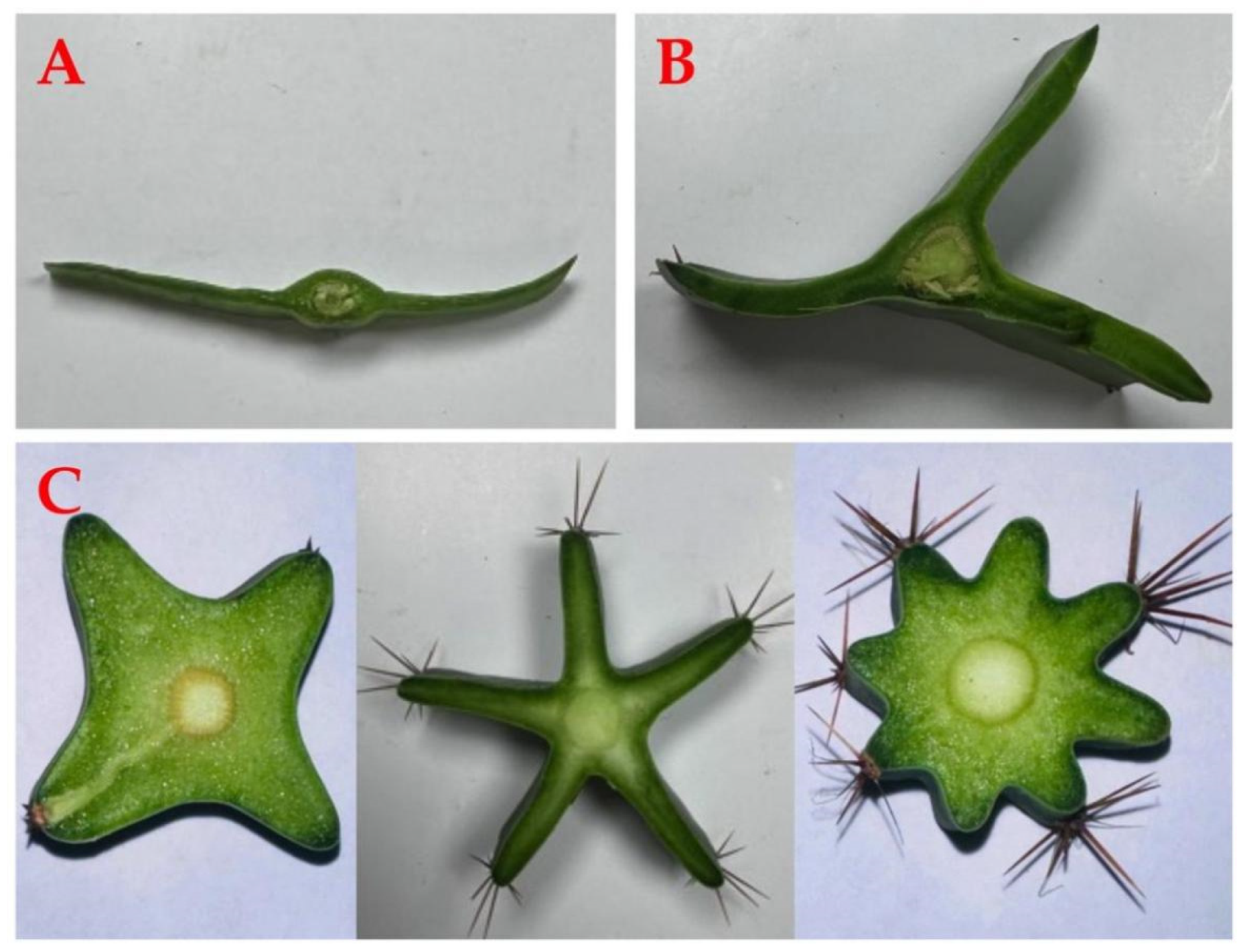 Distinguishing three Dragon fruit (Hylocereus spp.) species grown in  Andaman and Nicobar Islands of India using morphological, biochemical and  molecular traits
