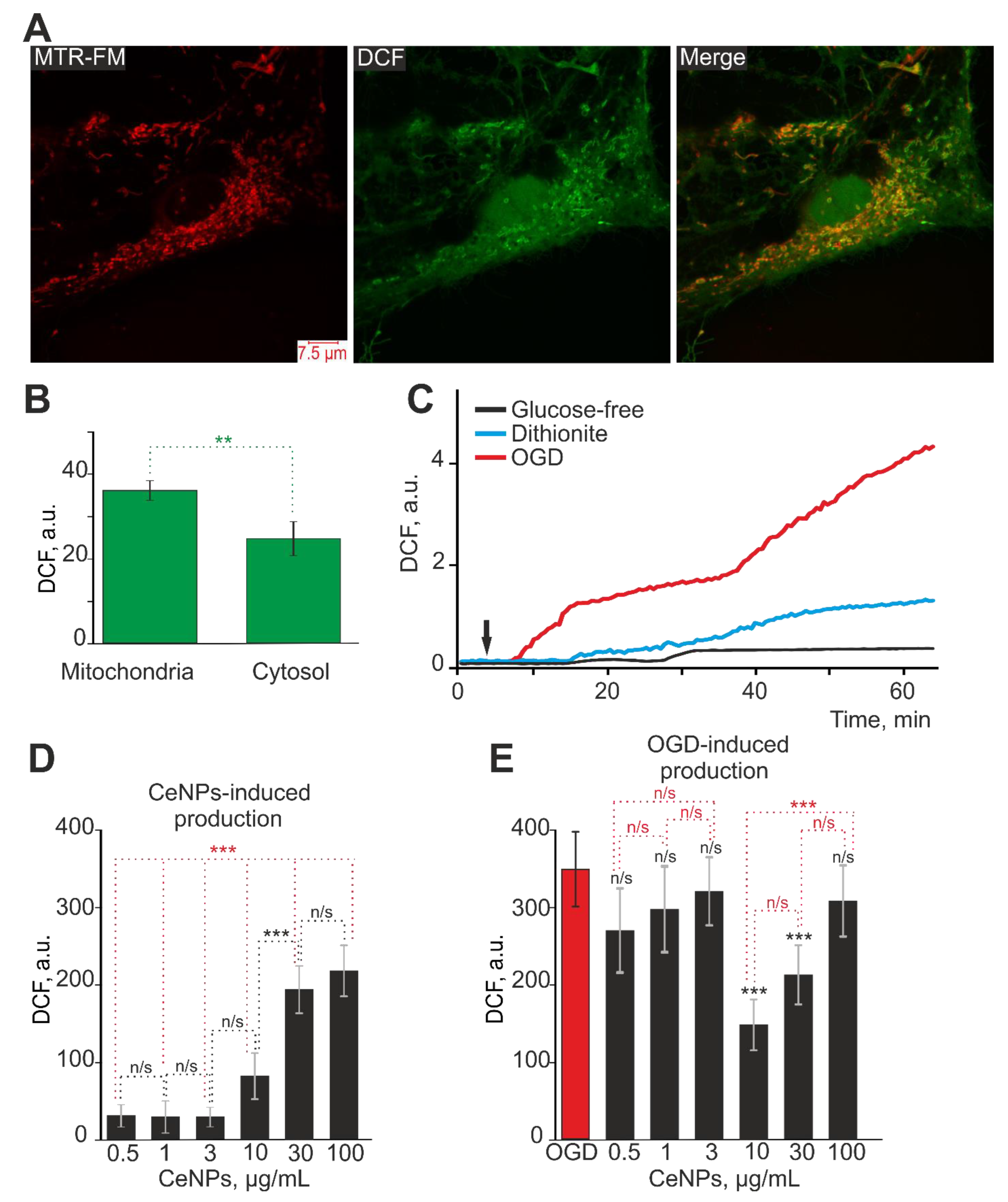 IJMS | Free Full-Text | Cerium Oxide Nanoparticles Protect Cortical  Astrocytes from Oxygen–Glucose Deprivation through Activation of the  Ca2+ Signaling System