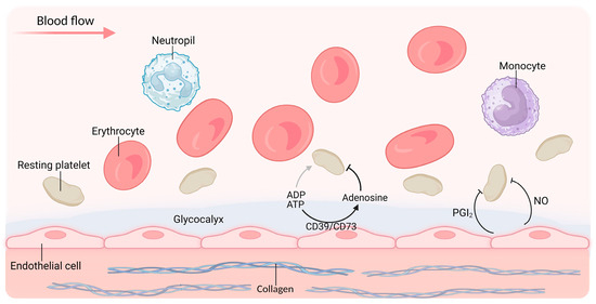 Can Renal Failure Cause Low Platelets