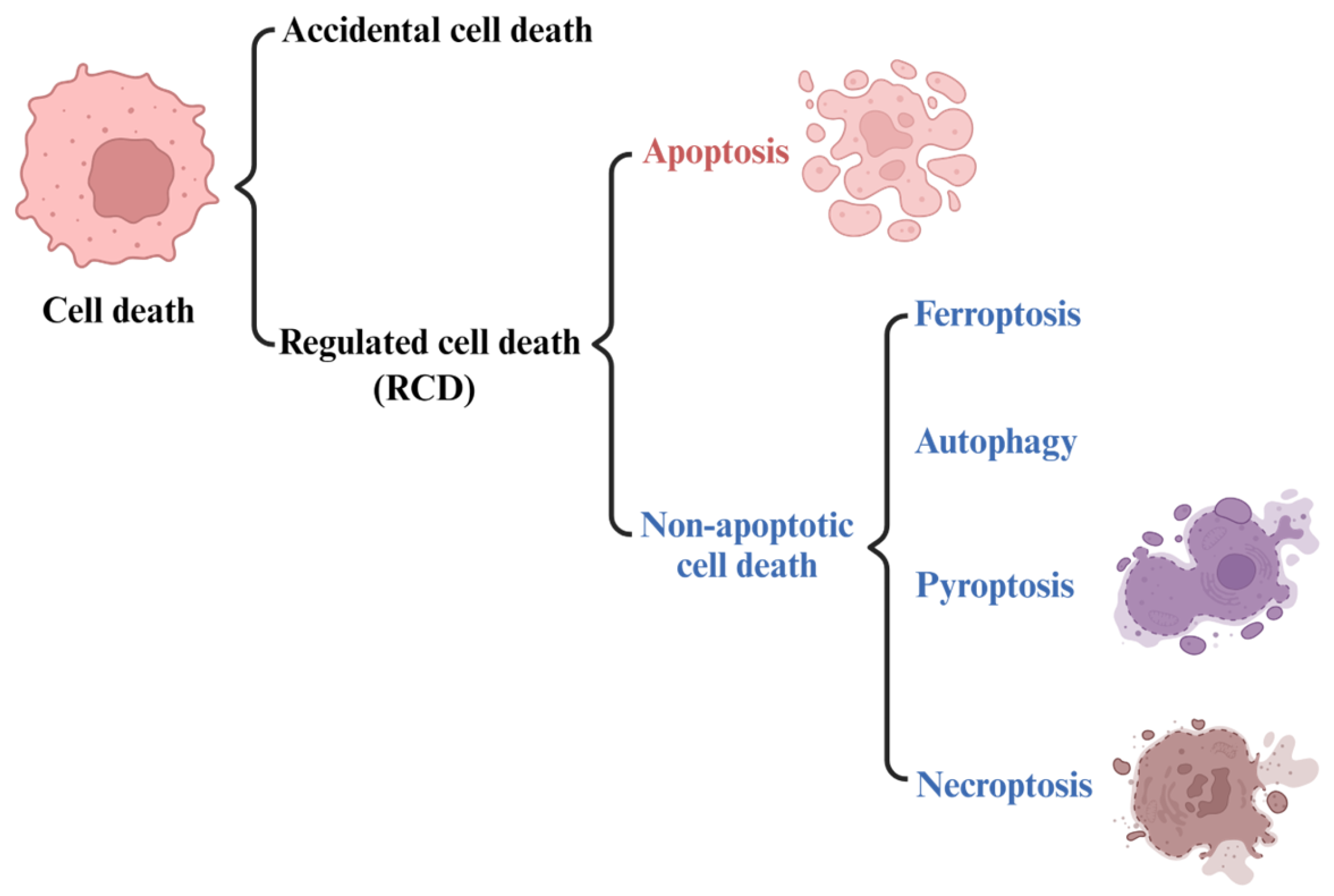 Iron Ferroptosis And Head And Neck Cancer Iron Ferroptosis And Head And Neck Cancer