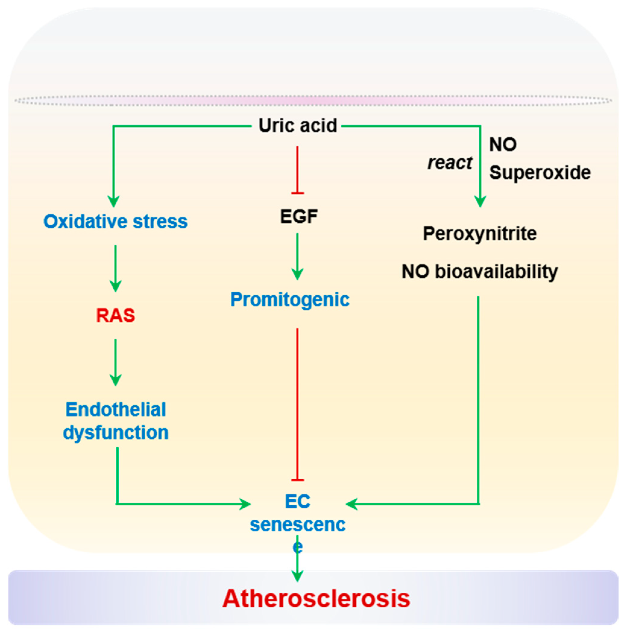 IJMS | Free Full-Text | New Dawn for Atherosclerosis: Vascular 