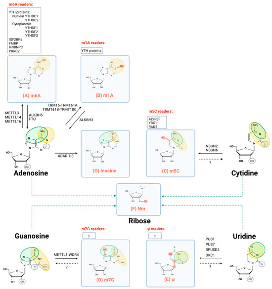 PDF) Mining Functional Elements in Messenger RNAs: Overview, Challenges,  and Perspectives