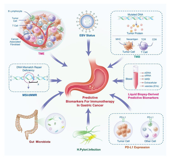 IJMS | Free Full-Text | Predictive Biomarkers For Immunotherapy In ...