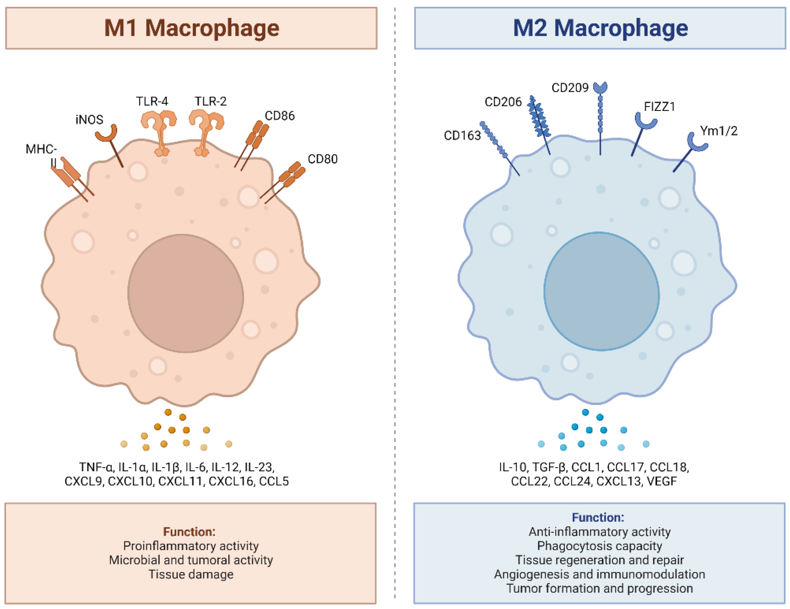 IJMS | Free Full-Text | Cholinergic Polarization of Human Macrophages