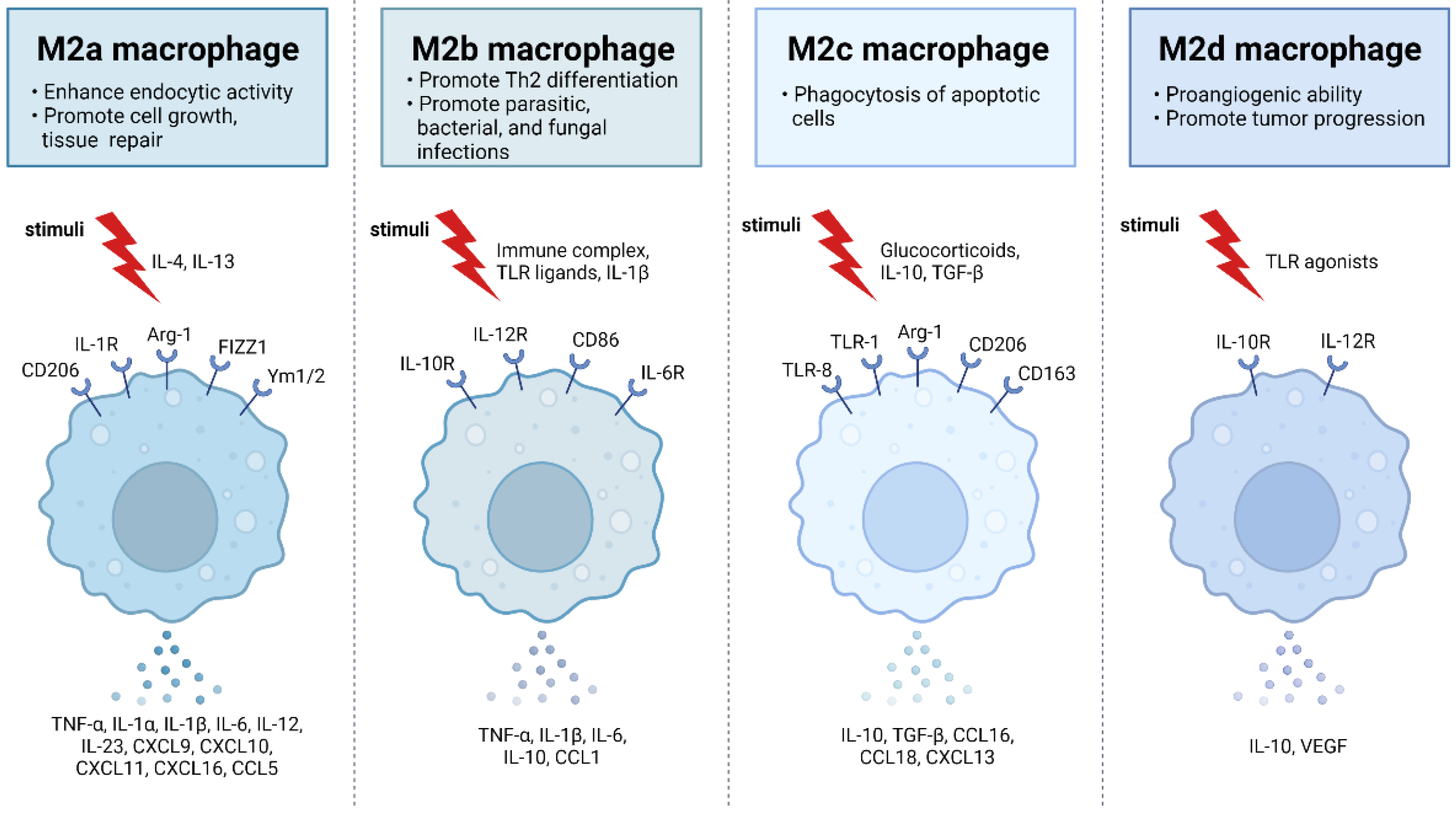 Ijms Free Full Text Cholinergic Polarization Of Human Macrophages