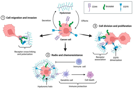 The Hyaluronan/CD44 Axis: A Double-Edged Sword in Cancer