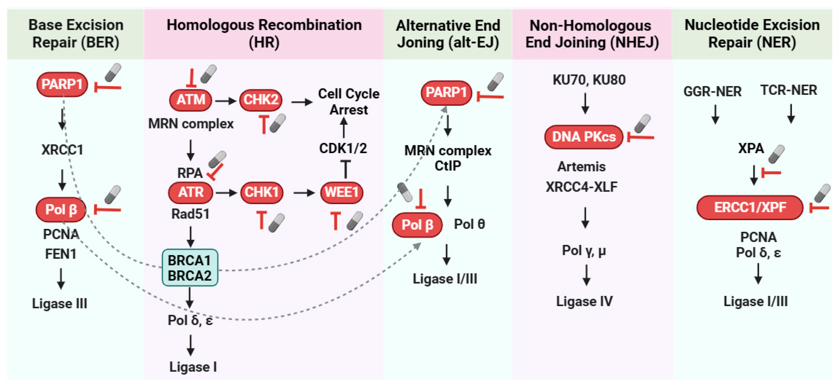 IJMS | Free Full-Text | Targeting The DNA Damage Response For Cancer ...