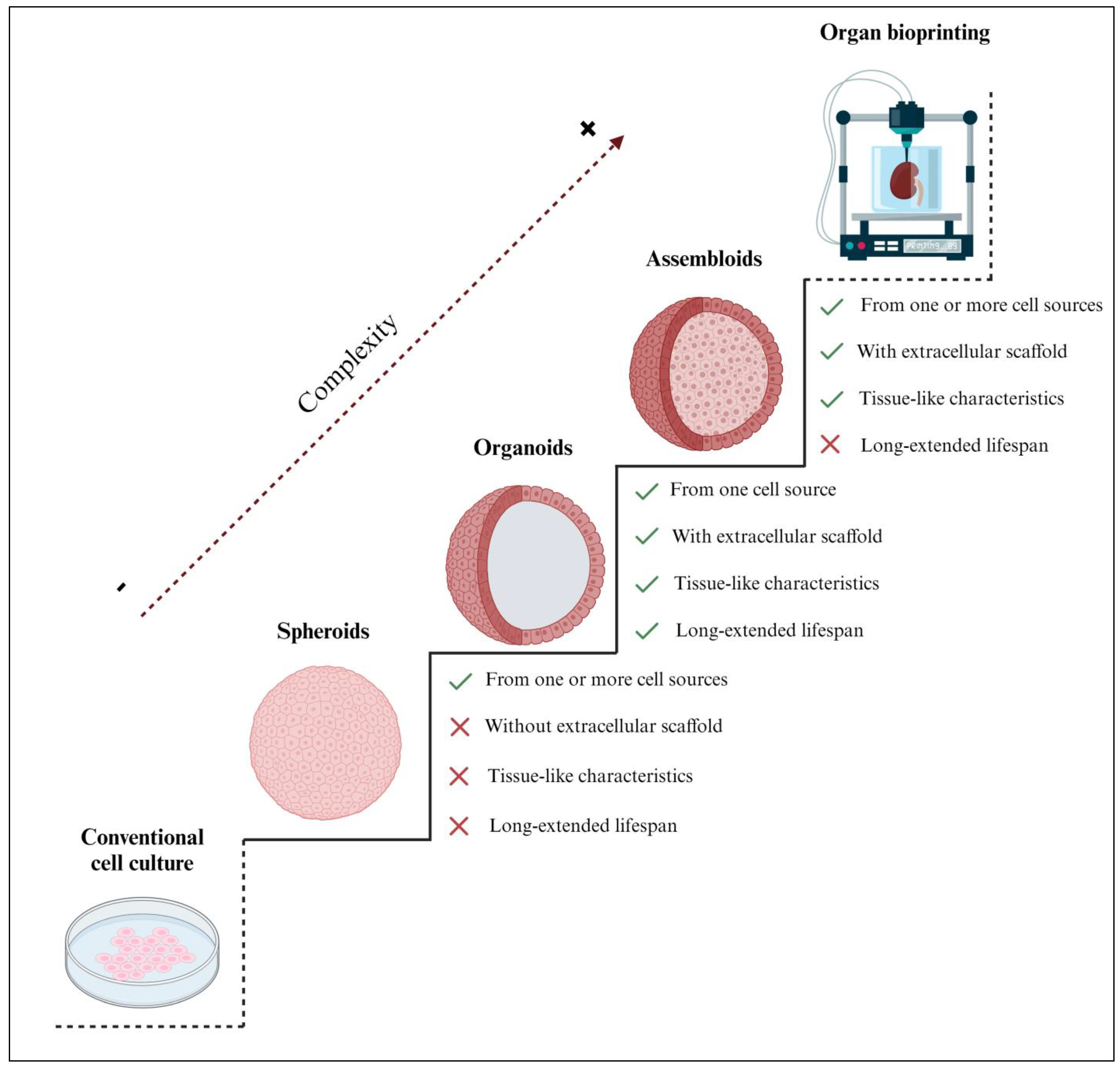 IJMS | Free Full-Text | Addressing Key Questions in Organoid 