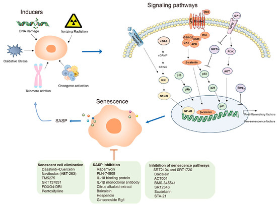 Cellular Senescence: A Troy Horse in Pulmonary Fibrosis