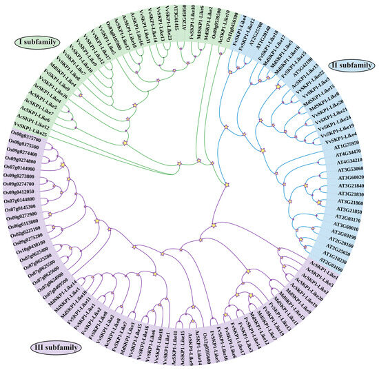 IJMS | Free Full-Text | Identification and Expression Analysis of the ...