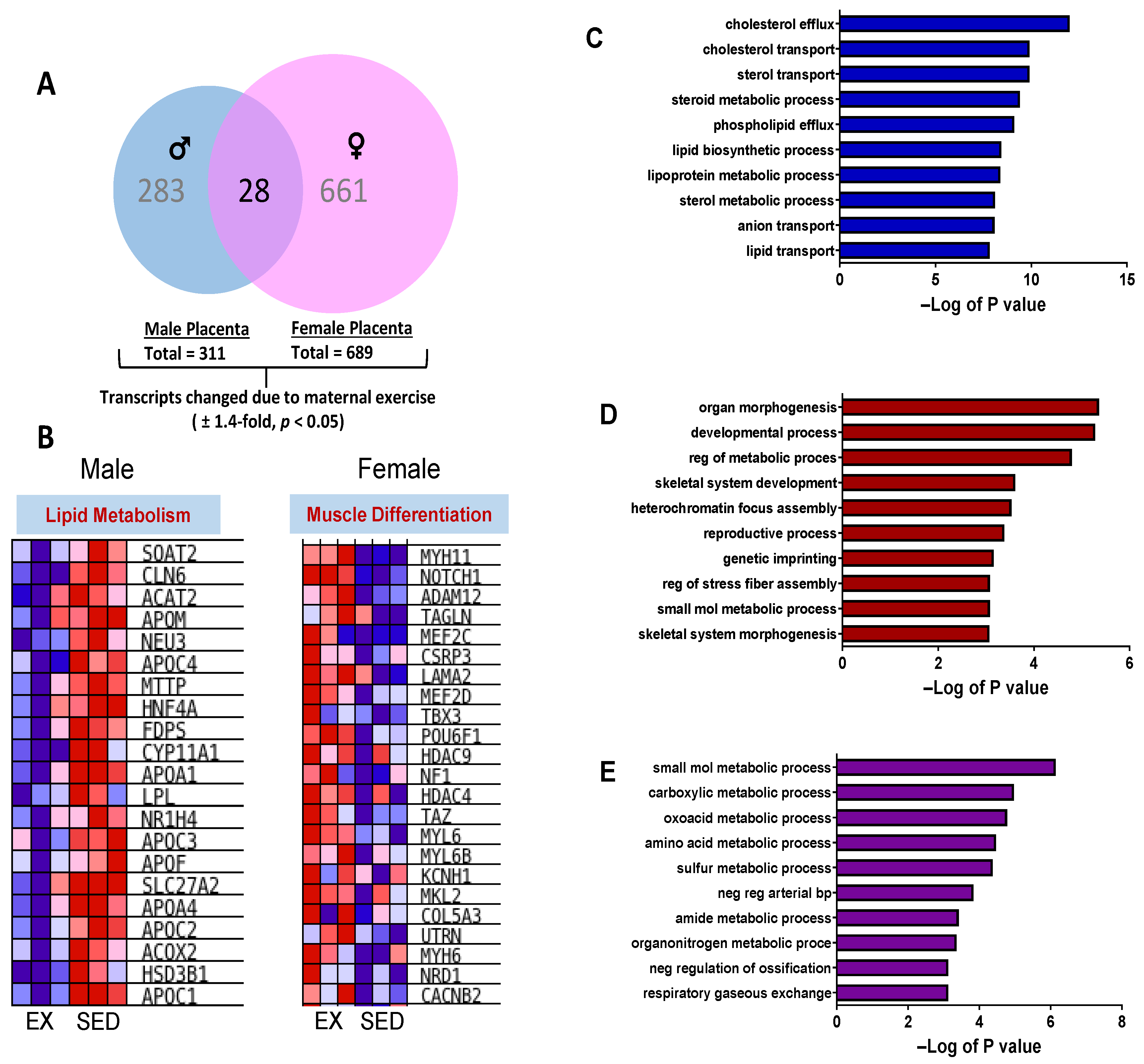 IJMS | Free Full-Text | Maternal Exercise Prior to and during Gestation  Induces Sex-Specific Alterations in the Mouse Placenta