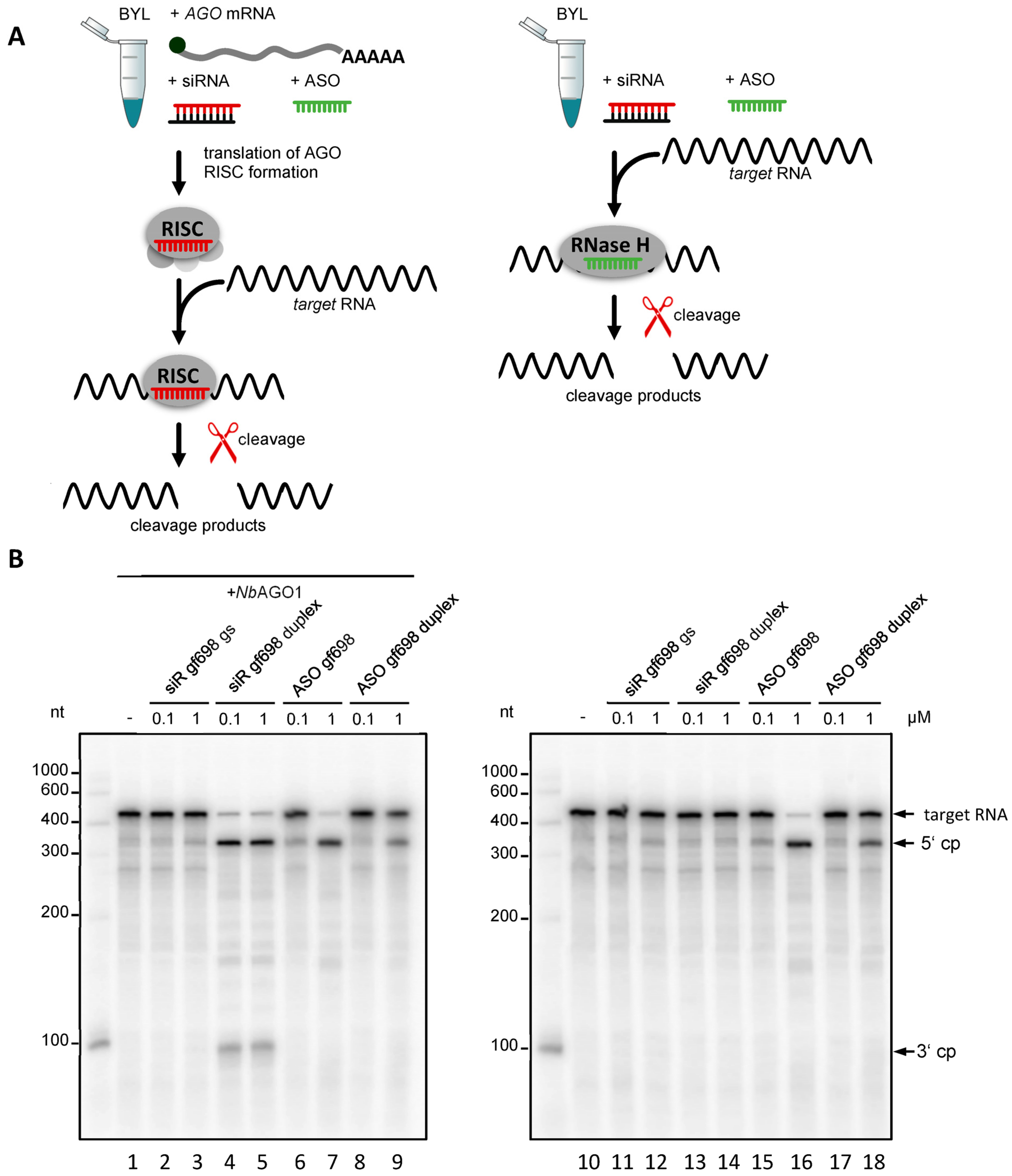 on-biology-reproducibility-and-morpholinos-different-methods