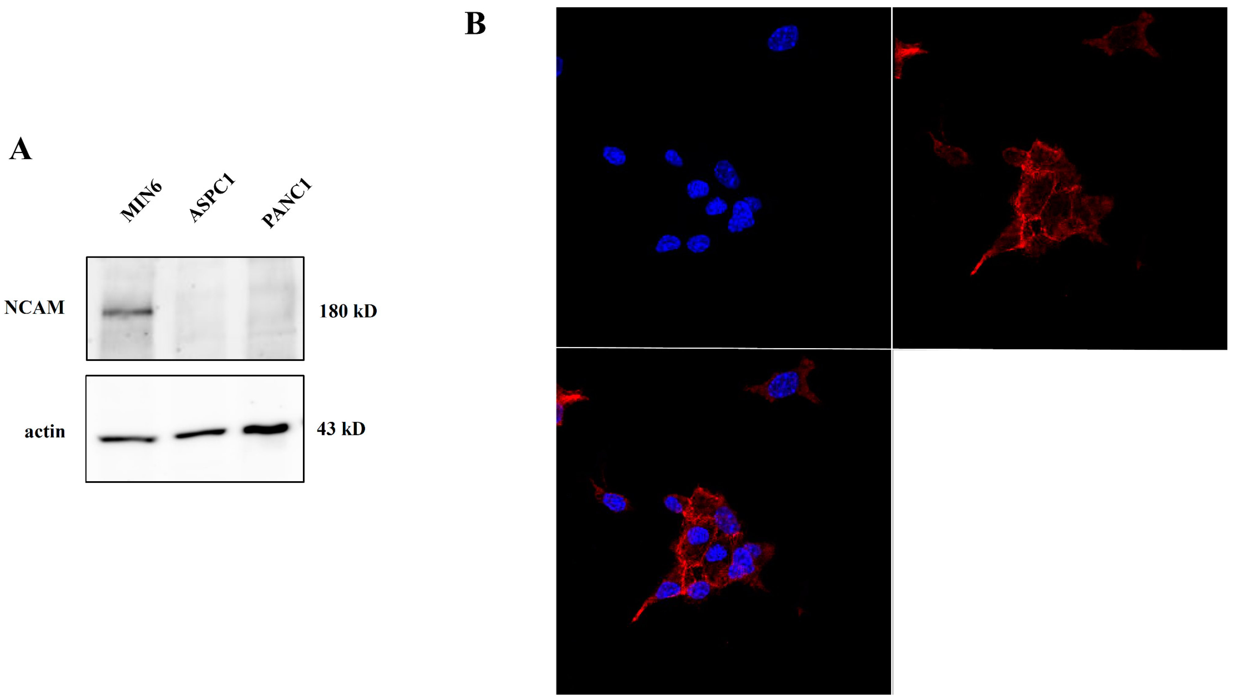 Ijms | free full-text | oncolytic effect of zika virus in