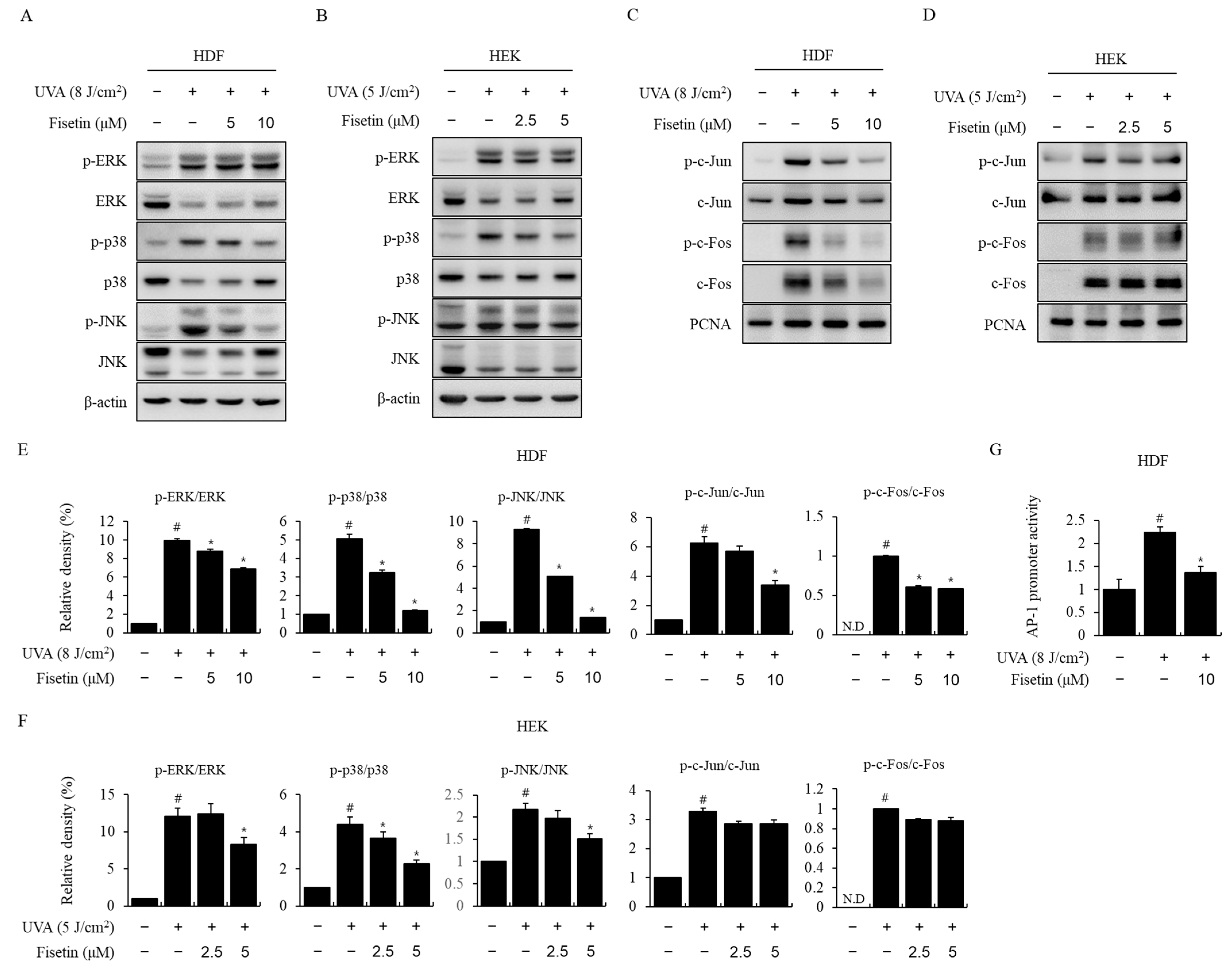 IJMS | Free Full-Text | Fisetin Inhibits UVA-Induced Expression Of MMP ...