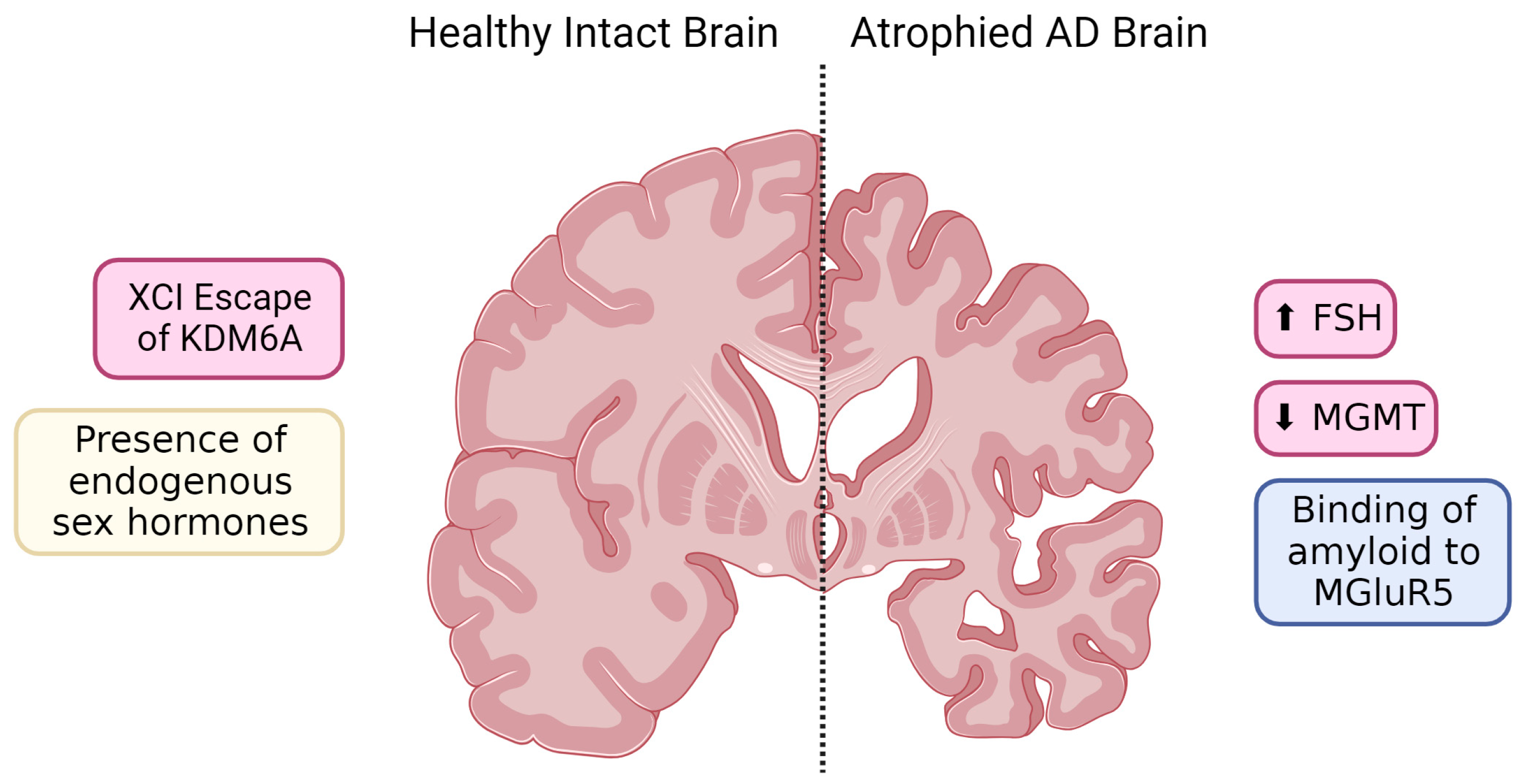 Ijms Free Full Text Minding The Gap Exploring Neuroinflammatory And Microglial Sex