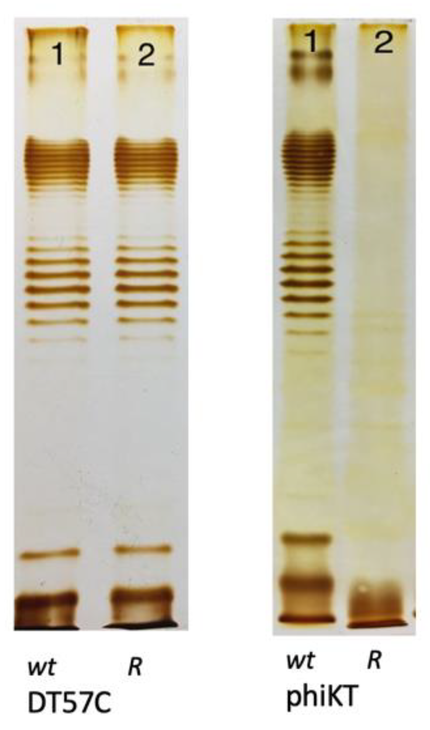 Ijms | free full-text | bacterial virus forcing of bacterial o-antigen