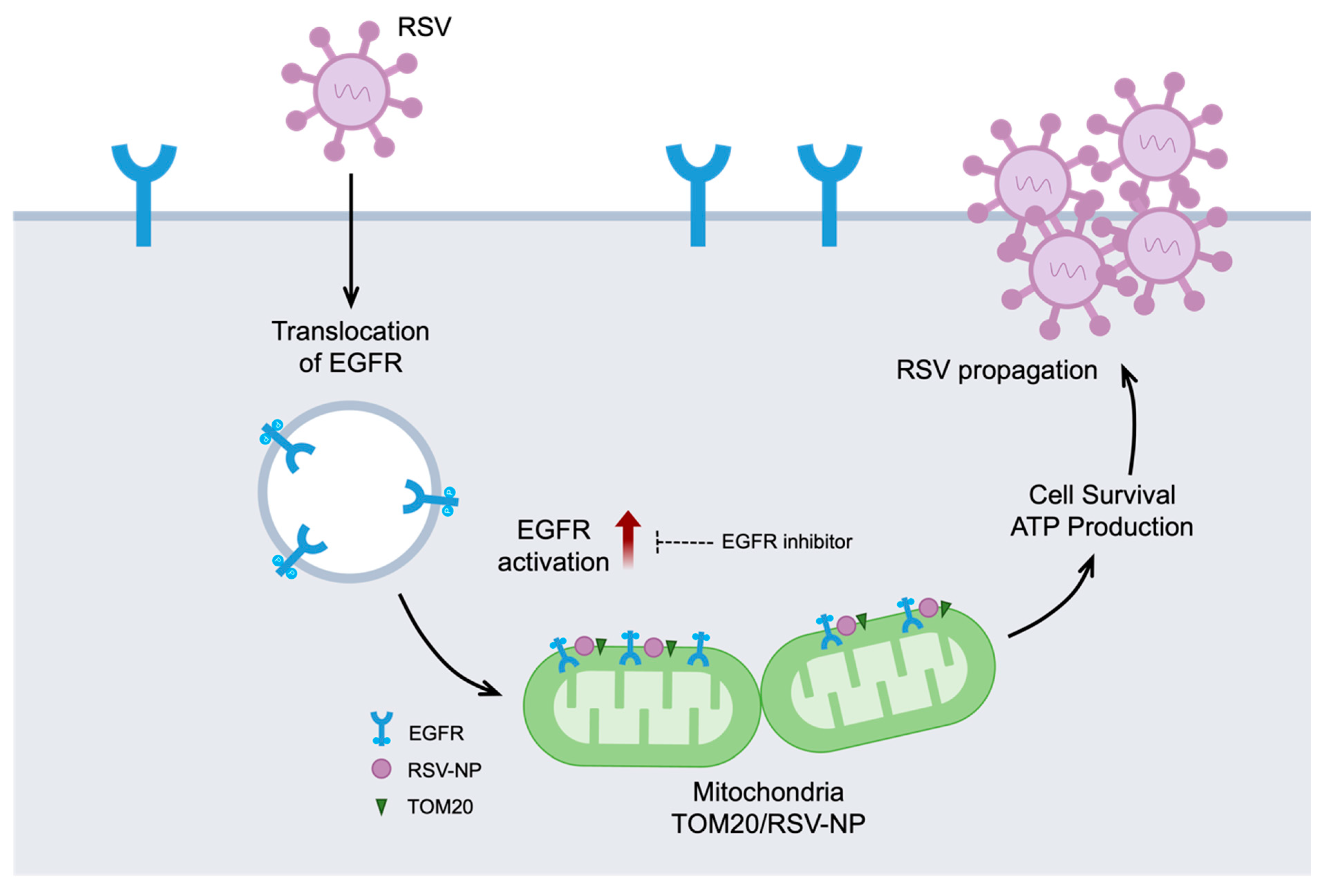 Ijms | free full-text | rsv induces activation of intracellular egfr on