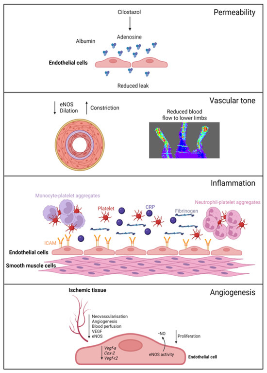 Ijms Free Full Text Sex Endothelial Cell Functions And Peripheral