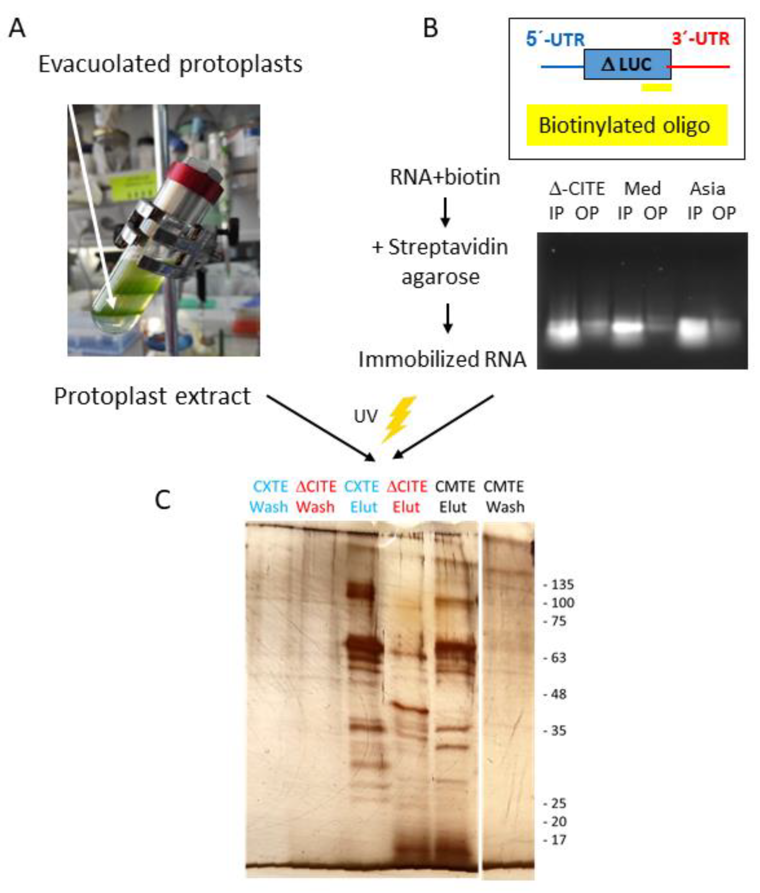 Ijms | free full-text | advances in understanding the mechanism of cap
