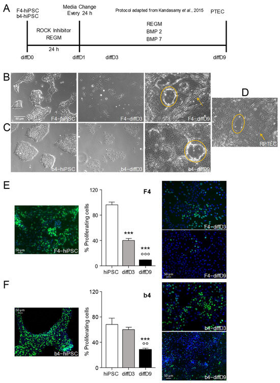 Ijms Free Full Text Sensitivity Of Human Induced Pluripotent Stem