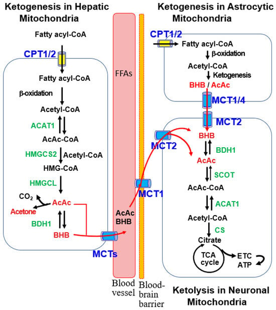 Molecular Mechanisms of Neuroprotection by Ketone Bodies and Ketogenic Diet in Cerebral Ischemia and Neurodegenerative Diseases