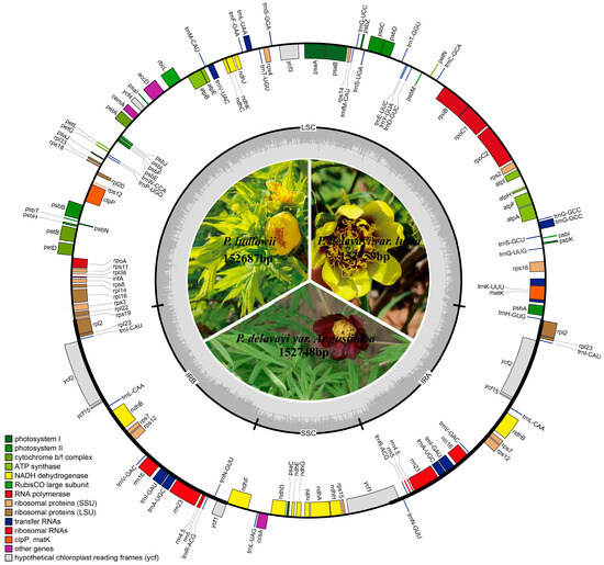 IJMS | Free Full-Text | Complete Chloroplast Genomes and the ...