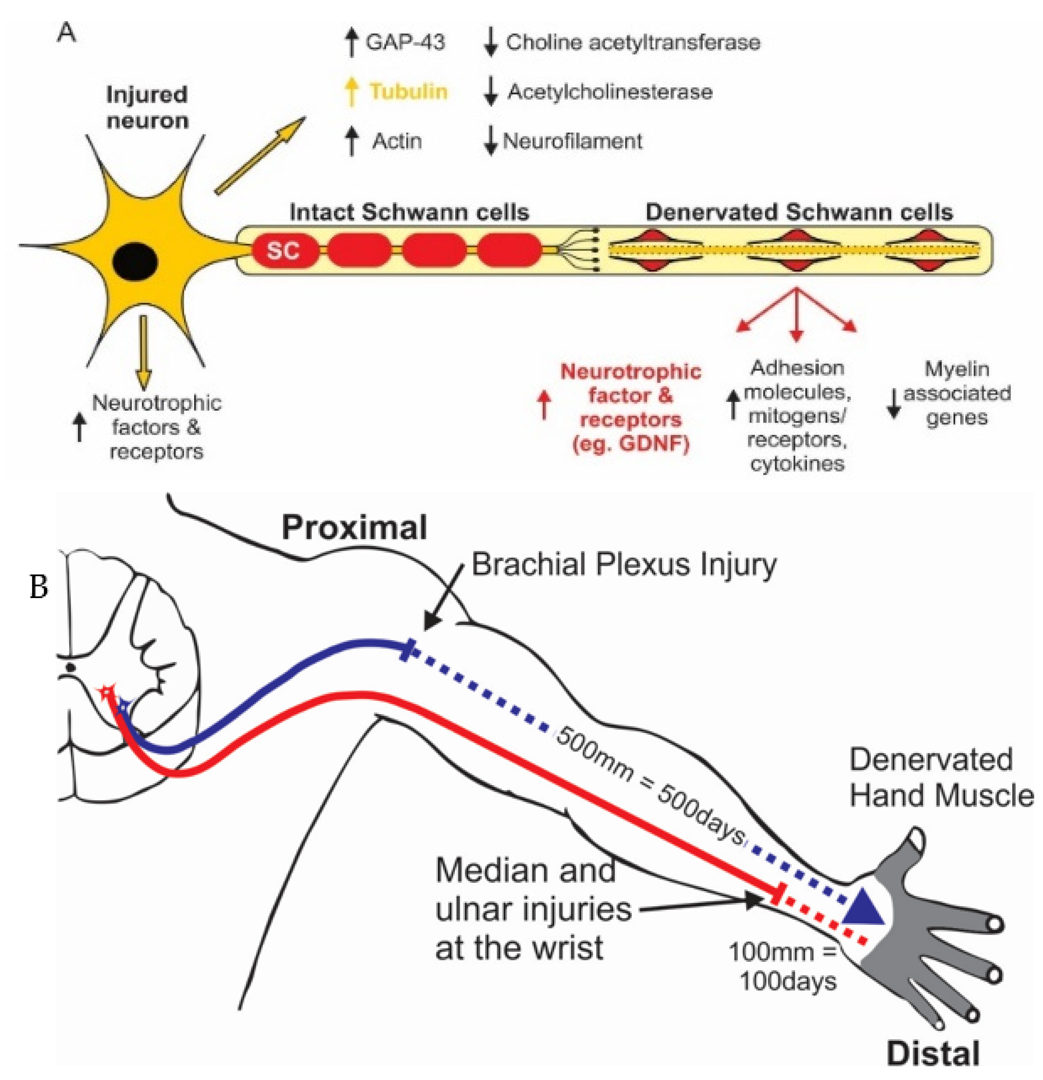 IJMS | Free Full-Text | Brief Electrical Stimulation Promotes Recovery ...