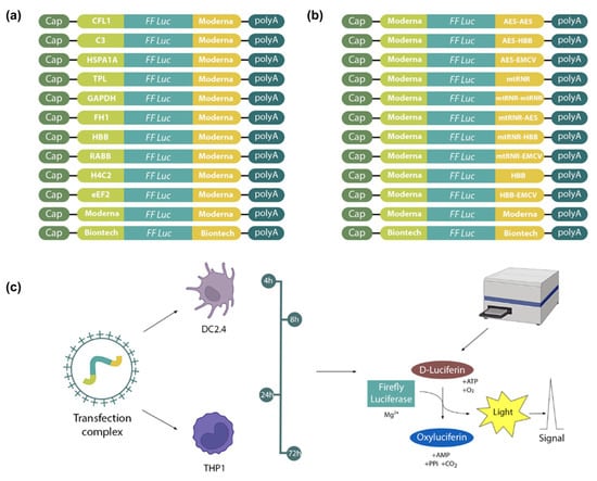 Untranslated Region Sequences And The Efficacy Of MRNA Vaccines Against ...